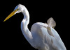Ruffled Feather on Egret Seabirds of Long Island Sound