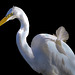 Ruffled Feather on Egret Seabirds of Long Island Sound