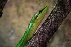 Serpent ratier des mangroves .