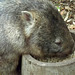 Wombat lunch