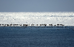 Canada geese & Old squaw ducks, ice on Lake Huron