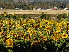 Sunflowers and a red barn