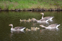 Denmark, Frederiksborg Castle Park, Two Goose Families