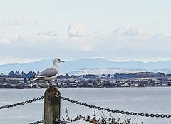Gull at Lake Taupo.