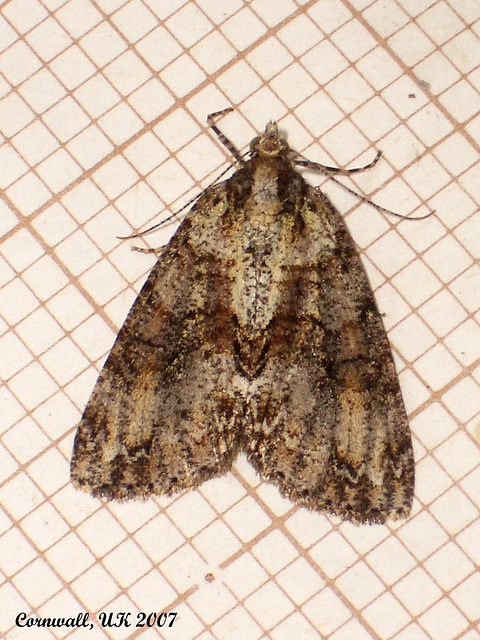 1965a Pseudocoremia suavis (2nd Specimen) Female