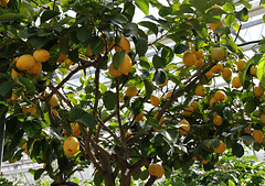 Zitronenbaum auf der Insel Mainau