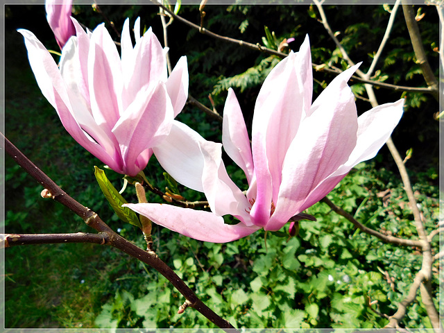 Au jardin: fleurs de Magnolia avec notes
