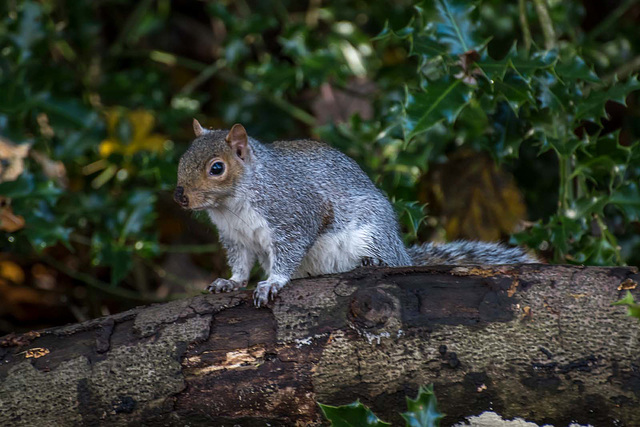 Squirrel sitting on a fallen branch2