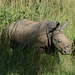 Uganda, Ziwa Rhino Sanctuary, White Rhino Cub