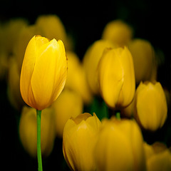 Gelbe Tulpen 5163