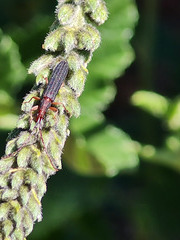 beetle in my garden