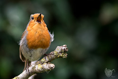 Small Robin - Big Voice