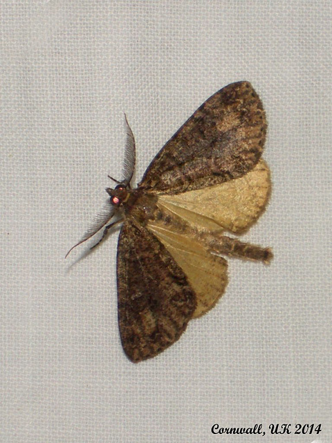 1965a Pseudocoremia suavis (13th Specimen) Male