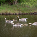 Denmark, Frederiksborg Castle Park, Two Goose Families