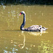DE - Erftstadt - Black Swan at Burg Konradsheim