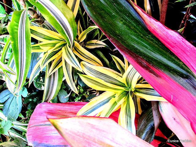 Lovely Leaves. Lovely Leaves.