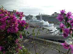 Kreuzfahrtschiffe durch Blumen gesehen