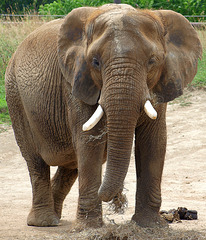 Elephant at Indianapolis Zoo