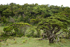 Azores, Forest in the Overgrown Lava Fields of the Pico Volcano