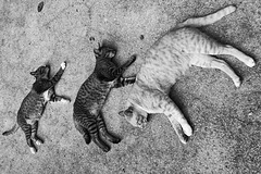 trois chats thais