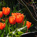 Rode tulpen in mijn tuin