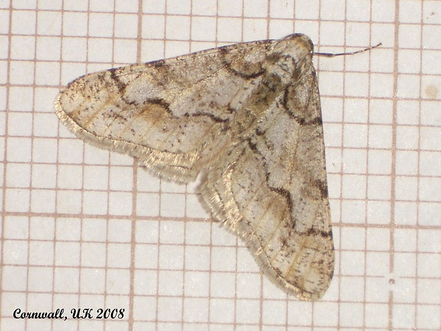 1932 Agriopis leucophaearia (Spring Usher) Pale Form