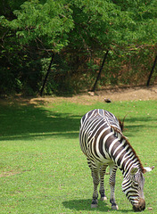 Zebra Having Lunch