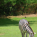 Zebra Having Lunch