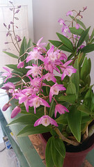 Australian orchids