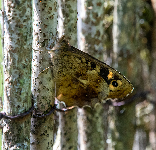 Butterfly (speckled wood)