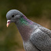 Stock dove close up