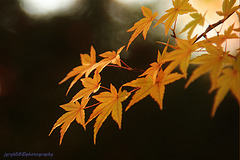 Leaves (2)