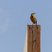 Western Meadowlark, a bird with a beautiful song