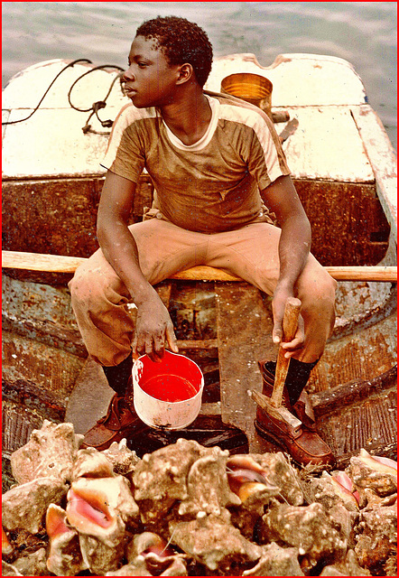 ... pêcheur de conques aux Bahamas ...