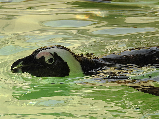 20170615 1989CPw [D~MS] Brillenpinguin (Spheniscus demersus), Zoo Münster