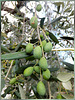 Oliven noch am Baum. ©UdoSm