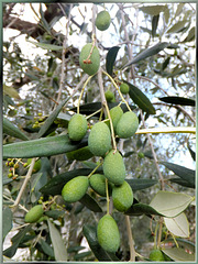 Oliven noch am Baum. ©UdoSm