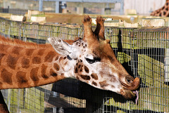 Giraffe eating the fence!!