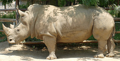 Rhino at Indianapolis Zoo