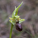 Ophrys spec., (Wespen-) Ragwurz - 2016-03-14_D4_DSC5420