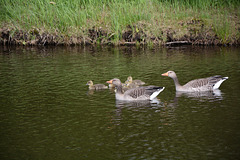 Denmark, Frederiksborg Castle Park, Goose Family