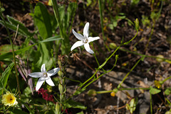 Campanula patula var. albiflora Syr.