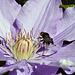 Bee on a Clematis flower