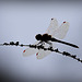 Silhouetter le sympetrum...