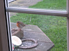 My Friend and Daily Visitor, Robin