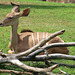 Greater Kudu at Indianapolis Zoo