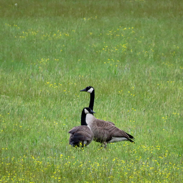 Canada geese in a hay field