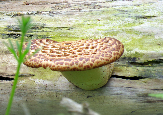 Dryad's Saddle (Polyporus squamosus), or also called Pheasant's-back Polypore.