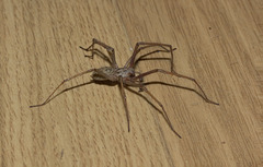 SpiderIMG 6582