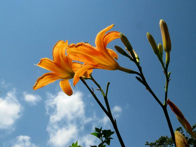 Tawney Day Lily . . .